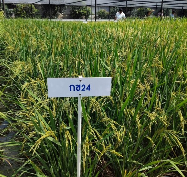 เมล็ดพันธุ์ข้าว กข24 ขยาย กรมการข้าว #ส่งฟรี #เก็บเงินปลายทาง - Image 3
