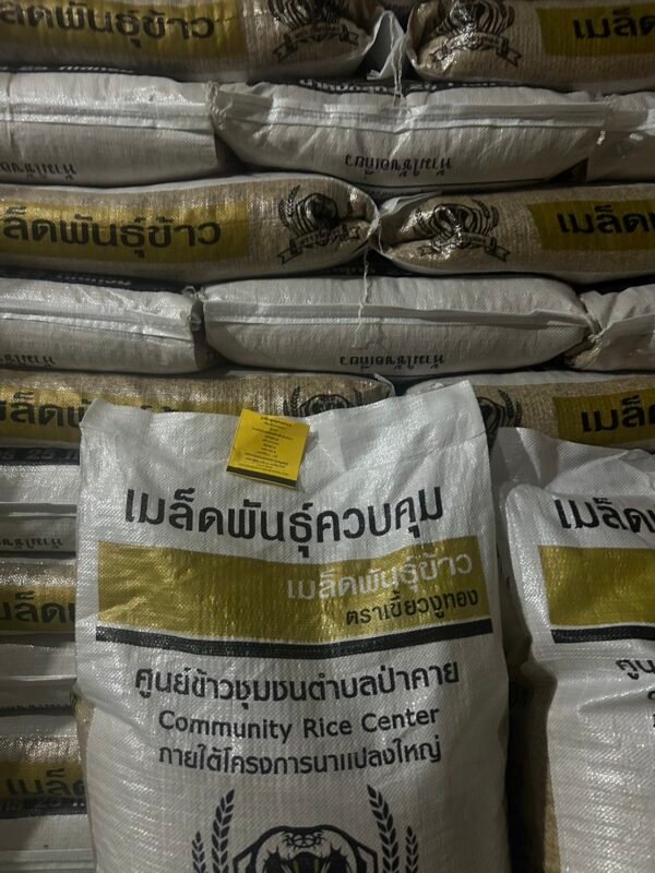 เมล็ดพันธุ์ข้าว น่าน59 ตราเขี้ยวงูทอง #ส่งฟรี #เก็บเงินปลายทาง - Image 2