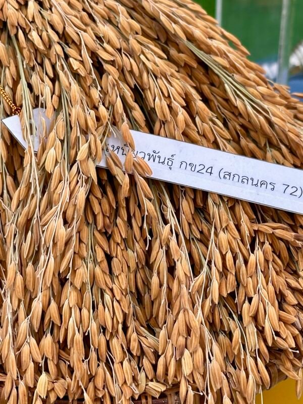 เมล็ดพันธุ์ข้าว กข24 ขยาย กรมการข้าว #ส่งฟรี #เก็บเงินปลายทาง - Image 7