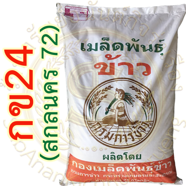 เมล็ดพันธุ์ข้าว กข24 ขยาย กรมการข้าว #ส่งฟรี #เก็บเงินปลายทาง