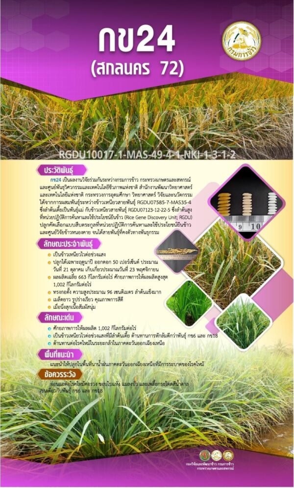 เมล็ดพันธุ์ข้าว กข24 ขยาย กรมการข้าว #ส่งฟรี #เก็บเงินปลายทาง - Image 2
