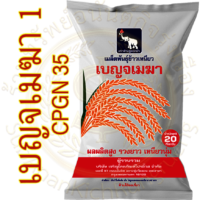 เมล็ดพันธุ์ ข้าวเหนียวหอม เบญจเมฆา 1 ( ซีพีไรซ์ 35 ) #ส่งฟรี #เก็บเงินปลายทาง