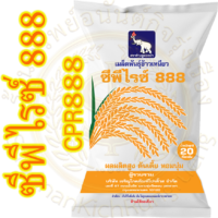 เมล็ดพันธุ์ ข้าวเหนียวหอม ซีพีไรซ์ 888 (CP888/CPRICE888/GN11) #ส่งฟรี #เก็บเงินปลายทาง