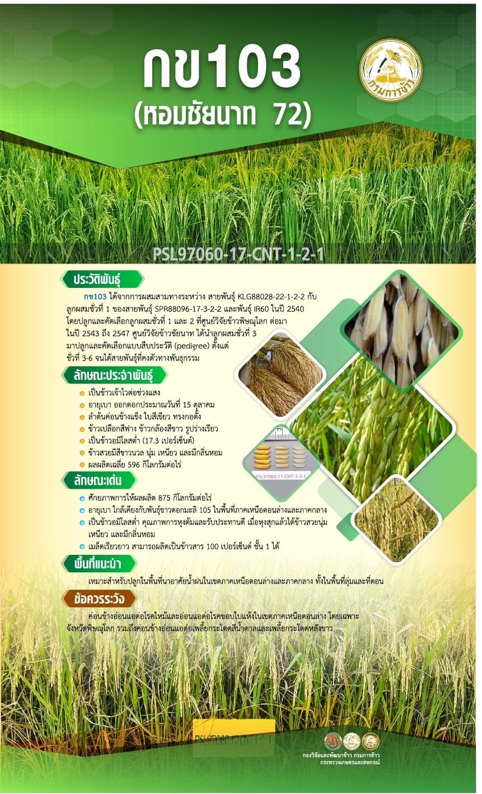 เมล็ดข้าวเปลือกเจ้านาปี กข103 "หอมชัยนาท 72" หอมนุ่มเหนียว #ส่งฟรี #เก็บเงินปลายทาง - Image 3