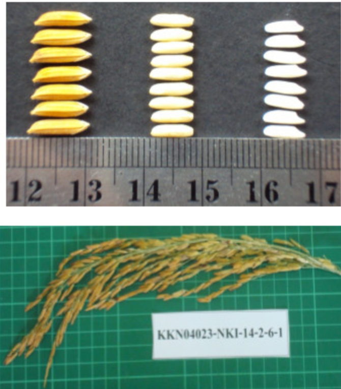 เมล็ดพันธุ์ข้าว กข22 กรมการข้าว (25 กก) #ส่งฟรี #เก็บเงินปลายทาง - Image 5