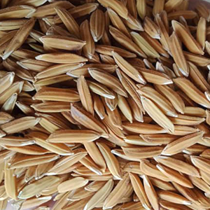 เมล็ดพันธุ์ข้าว กข22 กรมการข้าว (25 กก) #ส่งฟรี #เก็บเงินปลายทาง - Image 4