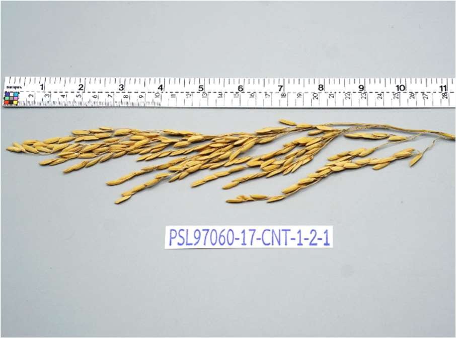 เมล็ดข้าวเปลือกเจ้านาปี กข103 "หอมชัยนาท 72" หอมนุ่มเหนียว #ส่งฟรี #เก็บเงินปลายทาง - Image 7