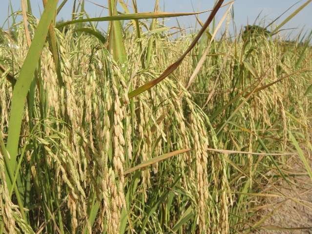 เมล็ดข้าวเปลือกเจ้านาปี กข103 "หอมชัยนาท 72" หอมนุ่มเหนียว #ส่งฟรี #เก็บเงินปลายทาง - Image 6