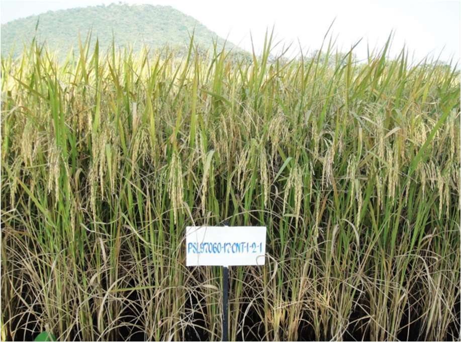 เมล็ดข้าวเปลือกเจ้านาปี กข103 "หอมชัยนาท 72" หอมนุ่มเหนียว #ส่งฟรี #เก็บเงินปลายทาง - Image 5