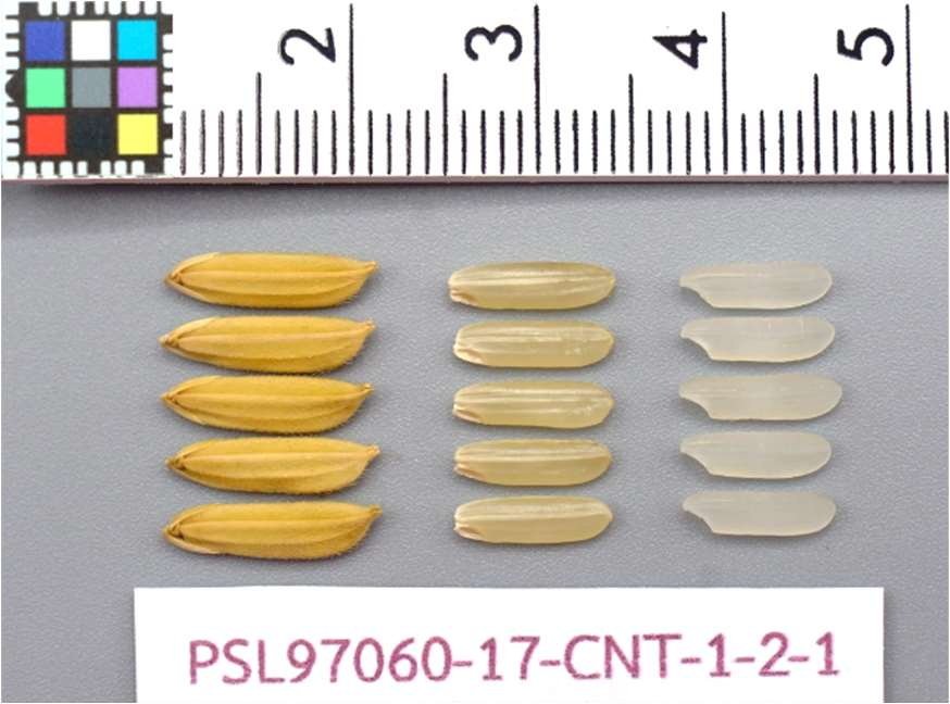 เมล็ดข้าวเปลือกเจ้านาปี กข103 "หอมชัยนาท 72" หอมนุ่มเหนียว #ส่งฟรี #เก็บเงินปลายทาง - Image 8