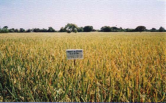 เมล็ดพันธุ์ข้าว กข22 กรมการข้าว (25 กก) #ส่งฟรี #เก็บเงินปลายทาง - Image 3