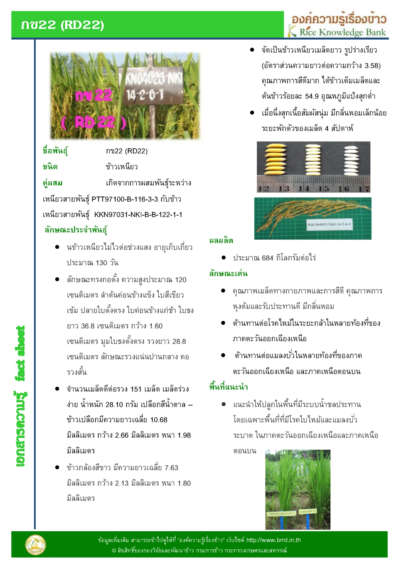 เมล็ดพันธุ์ข้าว กข22 กรมการข้าว (25 กก) #ส่งฟรี #เก็บเงินปลายทาง - Image 2