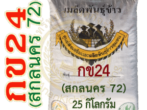 เมล็ดพันธุ์ข้าว กข24 (สกลนคร 72) #ส่งฟรี #เก็บเงินปลายทาง