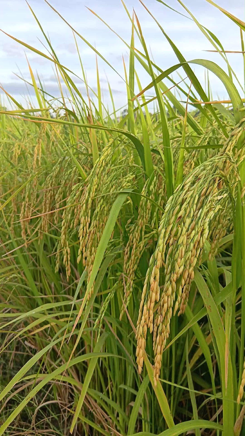 เมล็ดข้าวเปลือกเจ้านาปี กข103 "หอมชัยนาท 72" หอมนุ่มเหนียว #ส่งฟรี #เก็บเงินปลายทาง - Image 4