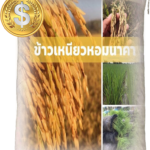 เมล็ดพันธุ์ข้าว เหนียว หอมนาคา (25 กก) ข้าวเหนียวสะเทิ้นน้ำสะเทิ้นบก #ส่งฟรี #เก็บเงินปลายทาง