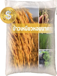เมล็ดพันธุ์ข้าว เหนียว หอมนาคา (25 กก) ข้าวเหนียวสะเทิ้นน้ำสะเทิ้นบก #ส่งฟรี #เก็บเงินปลายทาง