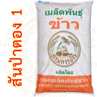 เมล็ดพันธุ์ข้าว สันป่าตอง1 กรมการข้าว (25 กก) #ส่งฟรี #เก็บเงินปลายทาง