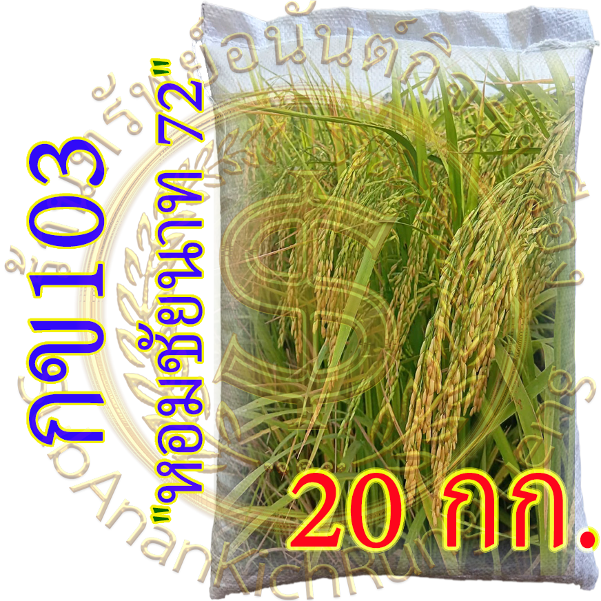 เมล็ดข้าวเปลือกเจ้านาปี กข103 "หอมชัยนาท 72" หอมนุ่มเหนียว #ส่งฟรี #เก็บเงินปลายทาง - Image 2