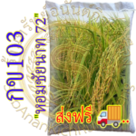 เมล็ดข้าวเปลือกเจ้านาปี กข103 ( หอมชัยนาท 72 ) ขนาดบรรจุ 20 กิโลกรัม หอมนุ่มเหนียว #ส่งฟรี #เก็บเงินปลายทาง