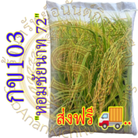 เมล็ดข้าวเปลือกเจ้านาปี กข103 "หอมชัยนาท 72" หอมนุ่มเหนียว #ส่งฟรี #เก็บเงินปลายทาง