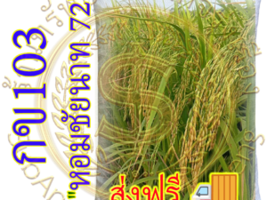 เมล็ดข้าวเปลือกเจ้านาปี กข103 "หอมชัยนาท 72" (บรรจุ 20 กก.) หอมนุ่มเหนียว #ส่งฟรี #เก็บเงินปลายทาง