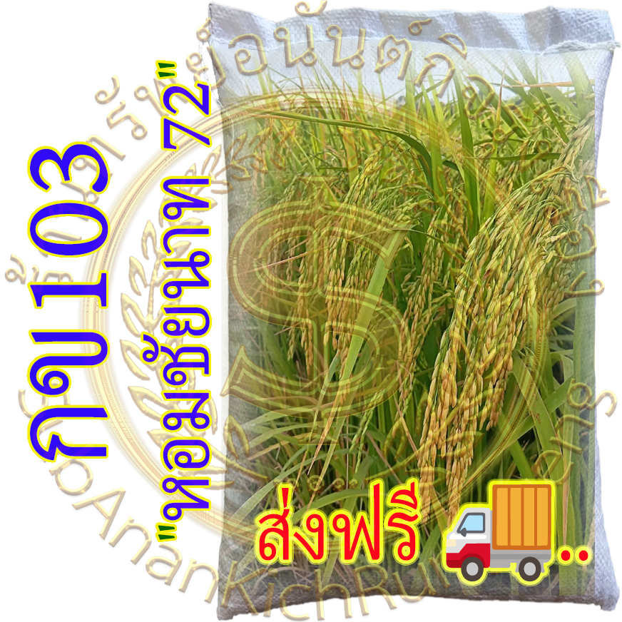เมล็ดข้าวเปลือกเจ้านาปี กข103 "หอมชัยนาท 72" หอมนุ่มเหนียว #ส่งฟรี #เก็บเงินปลายทาง