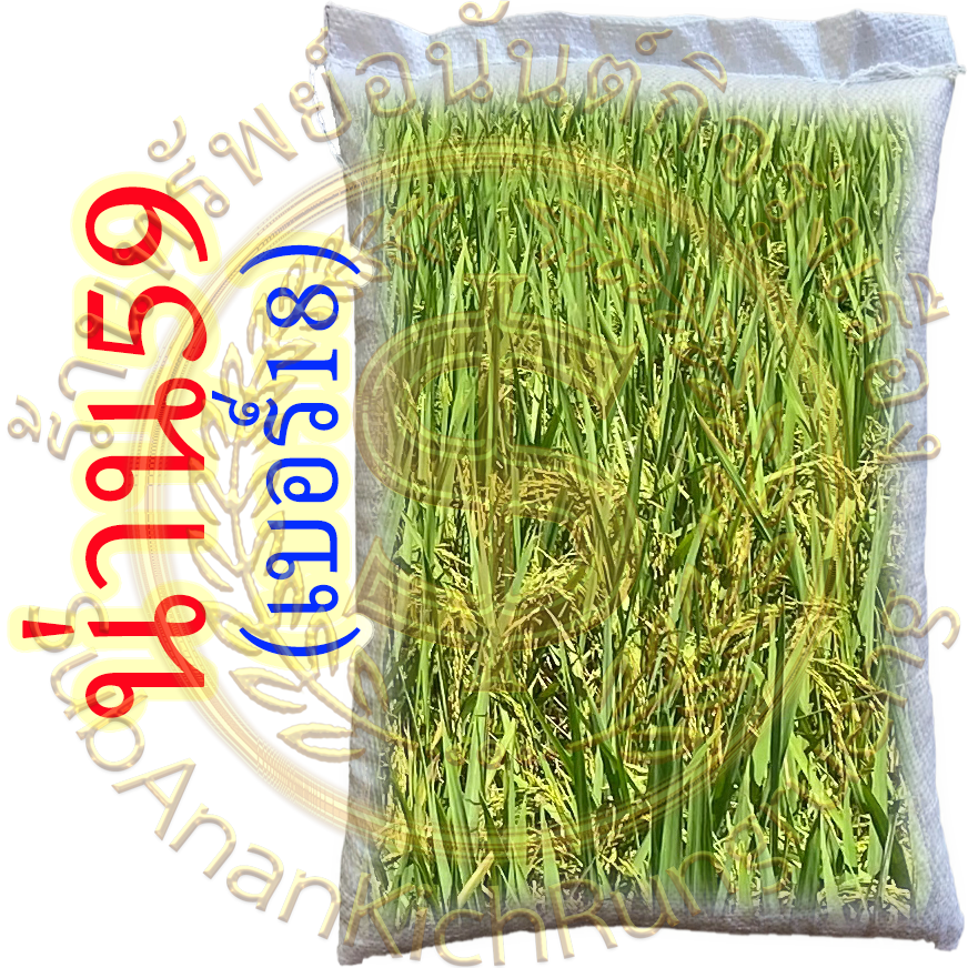เมล็ดพันธุ์ข้าว น่าน59 เบอร์18 #ส่งฟรี #เก็บเงินปลายทาง - Image 5