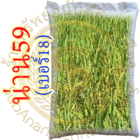 เมล็ดพันธุ์ข้าว น่าน59 เบอร์18 #ส่งฟรี #เก็บเงินปลายทาง