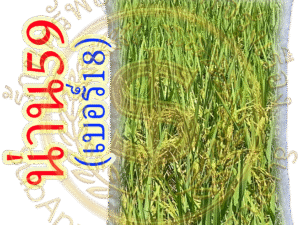 เมล็ดพันธุ์ข้าว น่าน59 เบอร์18 #ส่งฟรี #เก็บเงินปลายทาง