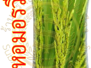 เมล็ดข้าวเปลือกเจ้า "หอมอรวี" (บรรจุ 20 กก.) #ส่งฟรี #เก็บเงินปลายทาง