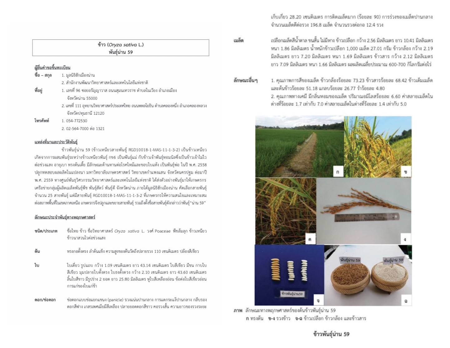 เมล็ดพันธุ์ข้าว น่าน59 เบอร์18 #ส่งฟรี #เก็บเงินปลายทาง - Image 3
