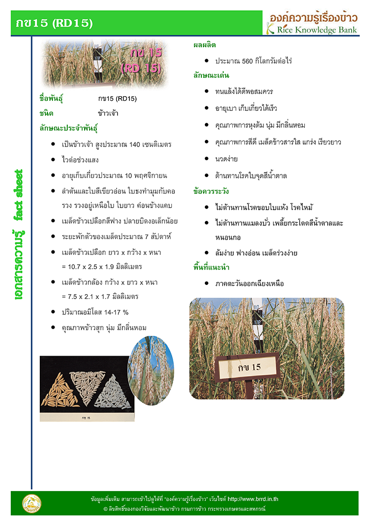 เมล็ดพันธุ์ข้าว กข15 (ใช้ปลูกนาปี2569) กรมการข้าว #ส่งฟรี #เก็บเงินปลายทาง - Image 3