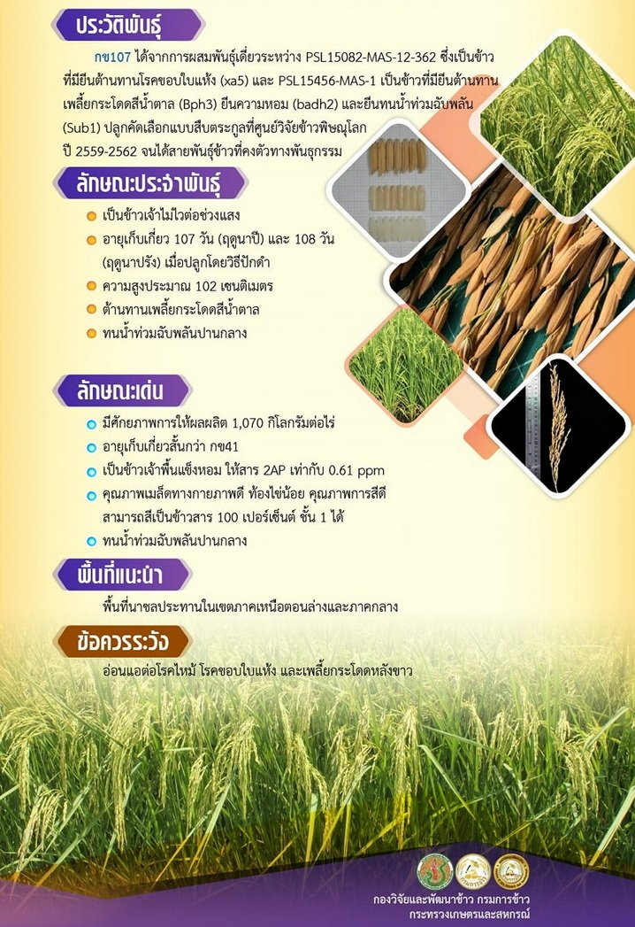 เมล็ดพันธุ์ข้าว กข107 (พิษณุโลก 72) กรมการข้าว อายุสั้นผลผลิตสูง (89-108 วัน) #ส่งฟรี #เก็บเงินปลายทาง - Image 4
