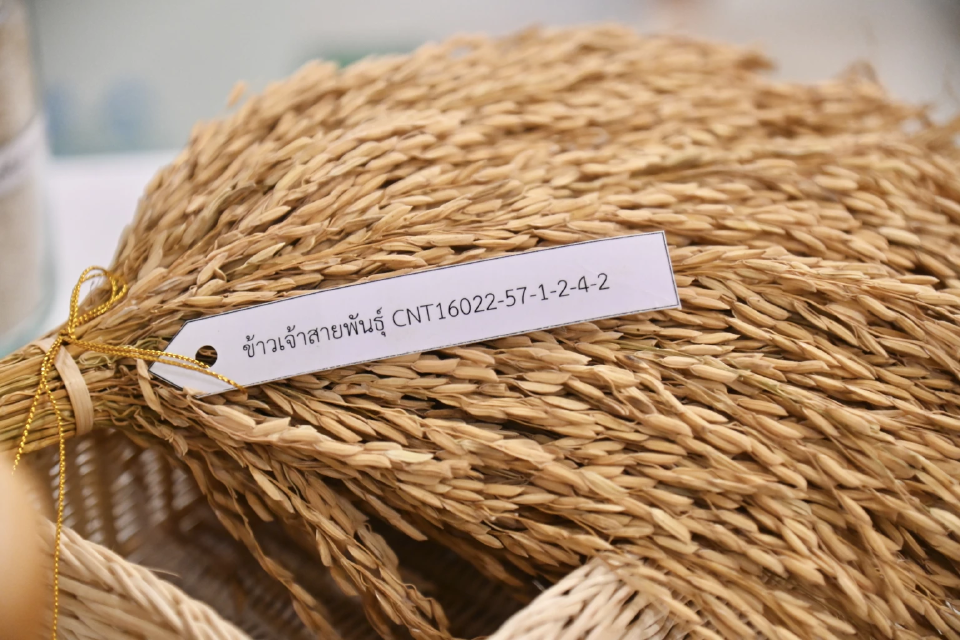 เมล็ดพันธุ์ข้าว กข111 ( เจ้าพระยา72 ) กรมการข้าว #ส่งฟรี #เก็บเงินปลายทาง - Image 2