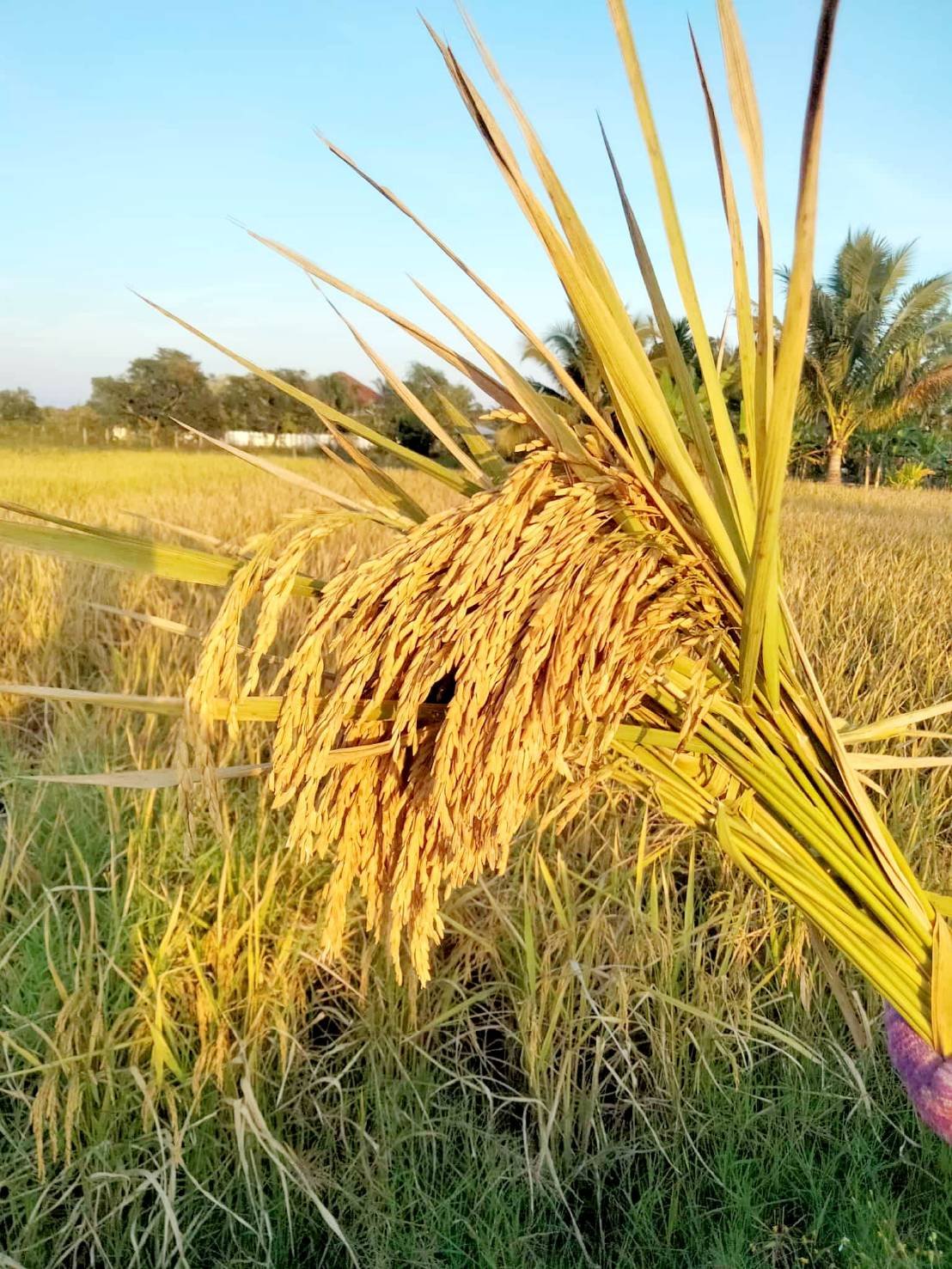 เมล็ดข้าวเปลือกเหนียว ธัญสิริน (ต้นเตี้ย) หอมนุ่ม ต้านทานโรคไหม้ ผลผลิตสูง #ส่งฟรี #เก็บเงินปลายทาง - Image 3