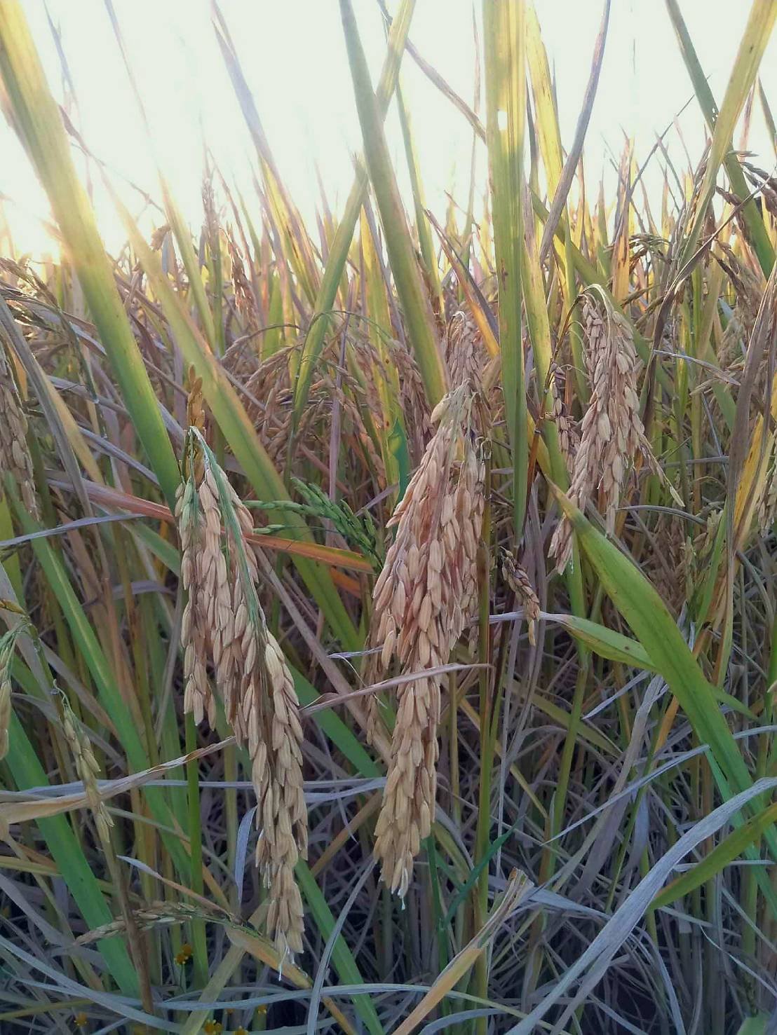 เมล็ดข้าวเปลือกเหนียว ธัญสิริน (ต้นเตี้ย) หอมนุ่ม ต้านทานโรคไหม้ ผลผลิตสูง #ส่งฟรี #เก็บเงินปลายทาง - Image 4