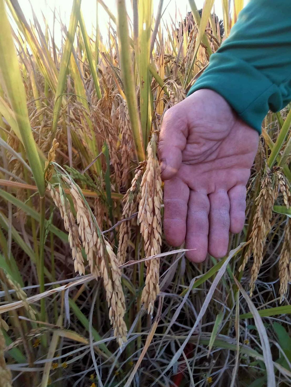 เมล็ดข้าวเปลือกเหนียว ธัญสิริน (ต้นเตี้ย) หอมนุ่ม ต้านทานโรคไหม้ ผลผลิตสูง #ส่งฟรี #เก็บเงินปลายทาง - Image 5