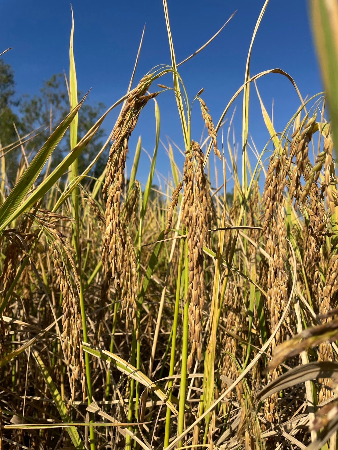 เมล็ดข้าวเปลือกเหนียว "หอมขาววิสุทธิ์" #ส่งฟรี #เก็บเงินปลายทาง - Image 3