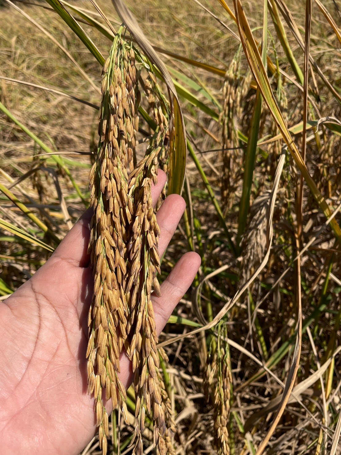 เมล็ดข้าวเปลือกเหนียว "หอมขาววิสุทธิ์" #ส่งฟรี #เก็บเงินปลายทาง - Image 2