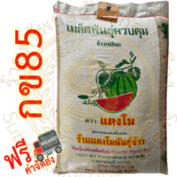 เมล็ดพันธุ์ข้าว กข85 (RD85) บรรจุ 25 กก. #ส่งฟรี #เก็บเงินปลายทาง