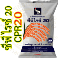 เมล็ดพันธุ์ ข้าวเหนียว ซีพีไรซ์ 20 (CPRICE 20) #ส่งฟรี #เก็บเงินปลายทาง