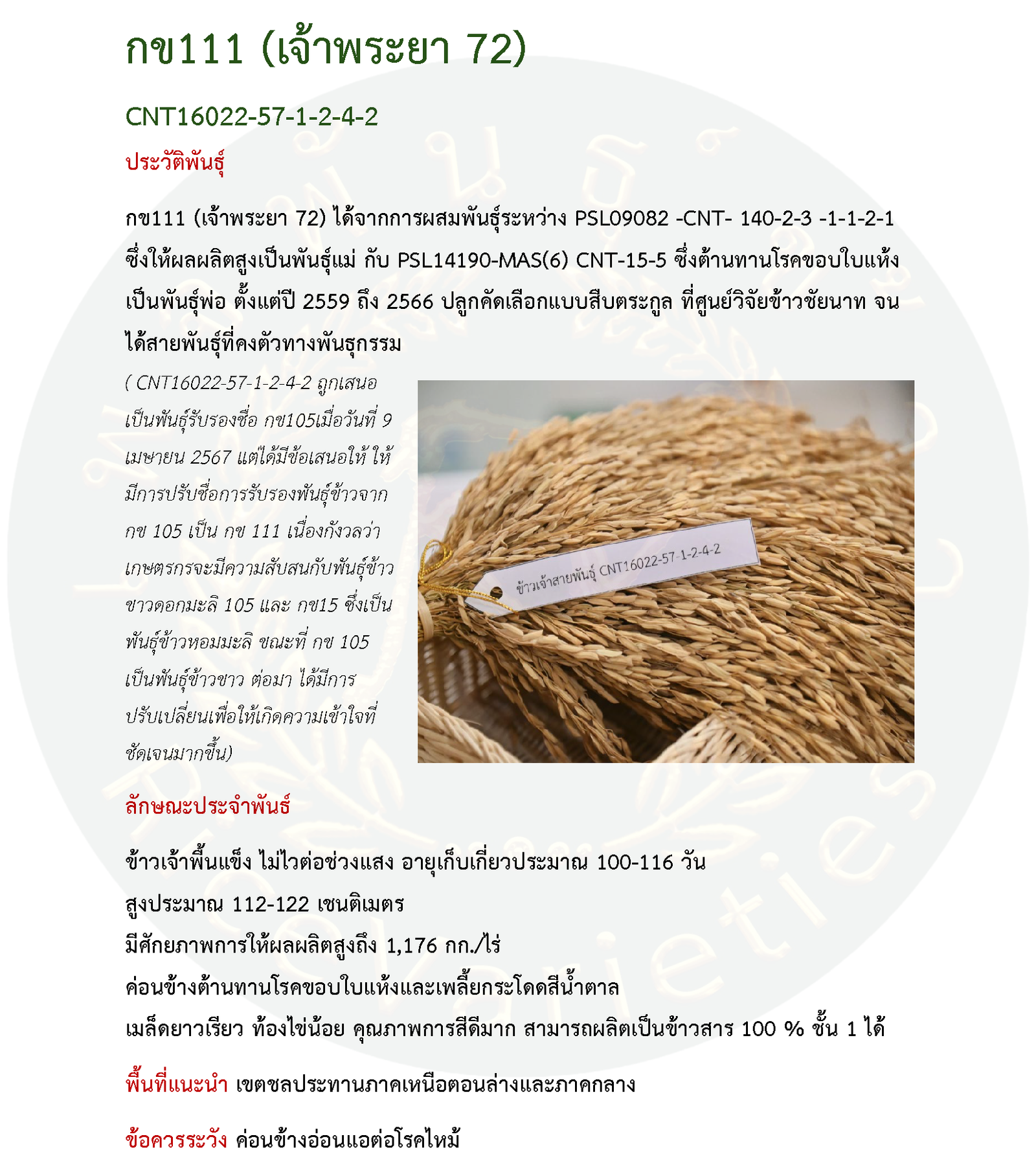 เมล็ดพันธุ์ข้าว กข111 ( เจ้าพระยา72 ) กรมการข้าว #ส่งฟรี #เก็บเงินปลายทาง - Image 3