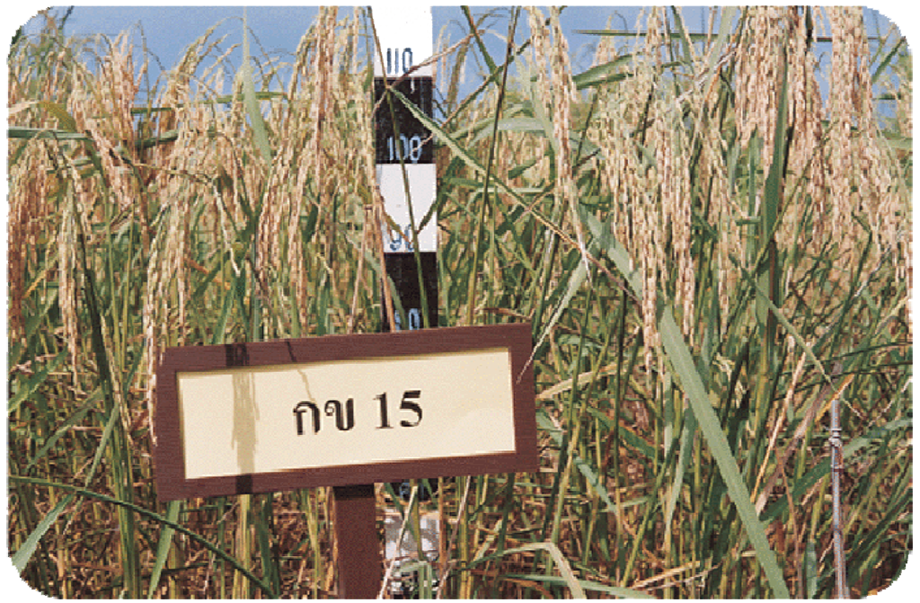 เมล็ดพันธุ์ข้าว กข15 (ใช้ปลูกนาปี2569) กรมการข้าว #ส่งฟรี #เก็บเงินปลายทาง - Image 4