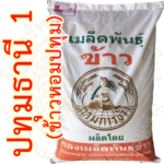 เมล็ดพันธุ์ ข้าวเจ้าหอม ปทุมธานี1 ขยาย กรมการข้าว #ส่งฟรี #เก็บเงินปลายทาง