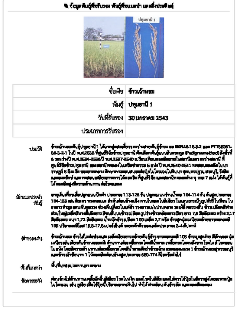 เมล็ดพันธุ์ ข้าวเจ้าหอม ปทุมธานี1 ขยาย กรมการข้าว #ส่งฟรี #เก็บเงินปลายทาง - Image 2