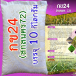 เมล็ดพันธุ์ข้าว กข24 (สกลนคร 72) แบ่ง 10 กิโลกรัม #ส่งฟรี #เก็บเงินปลายทาง